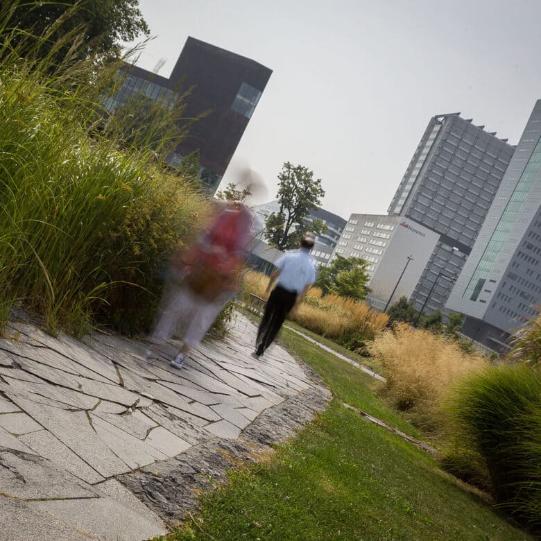 Belgische Blauwe Steen - Park en openbare tuin - Opus incertum