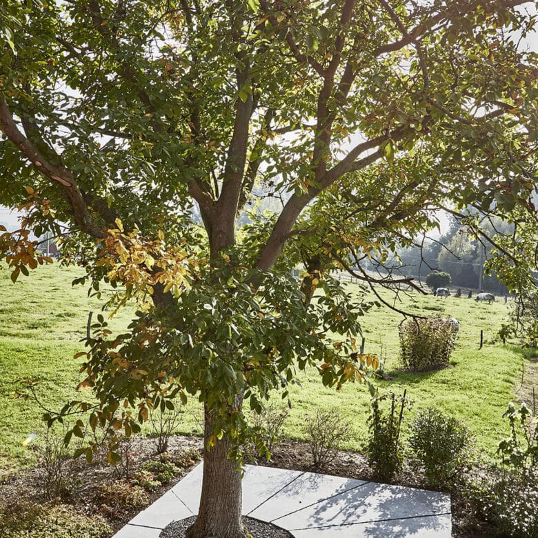 Pierre Bleue Belge - Jardin public - Contour arbre